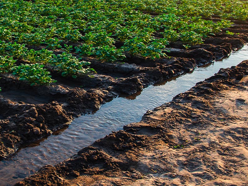 How will we manage the use of water in agriculture in the future? | New Global Trends episode 1