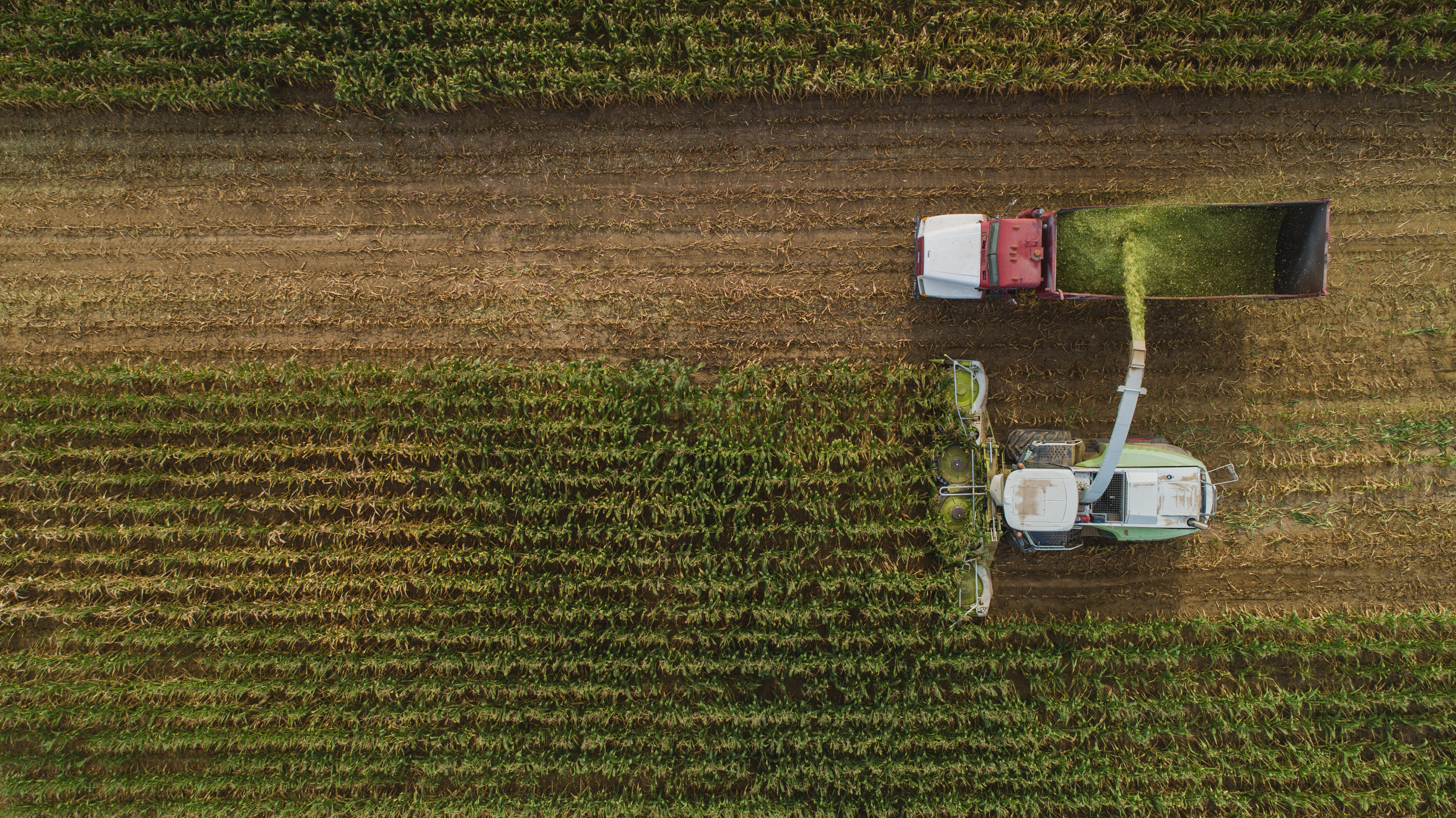 Corn Silage: How to Make It Perfect 6